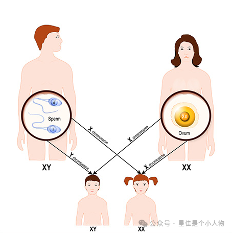 试管婴儿, 生育选择, 女性健康